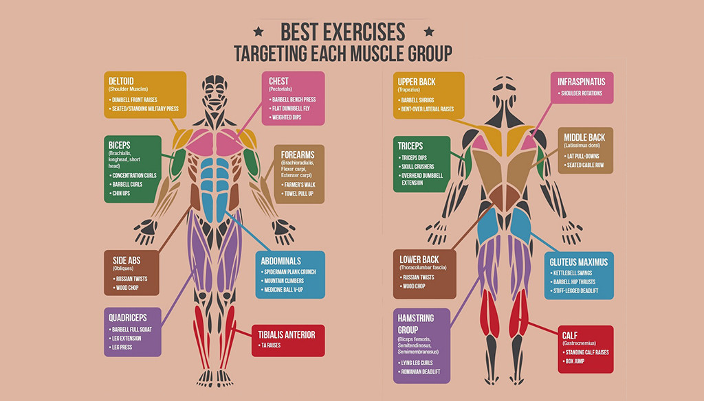 Best Exercises for each muscle group
